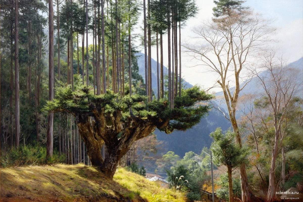 Лекарство из древесины: как японские корпорации превращают леса в глобальную аптеку