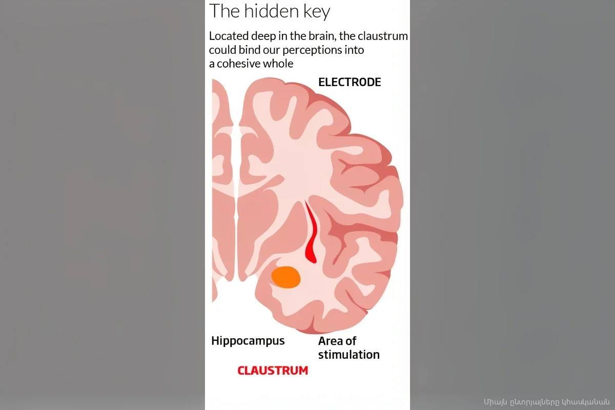 Ученые нашли «выключатель» в мозге: одно нажатие мгновенно стирает сознание человека